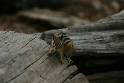 Chipmunk (2688533151)