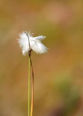 Eriophorum virginicum 155515857