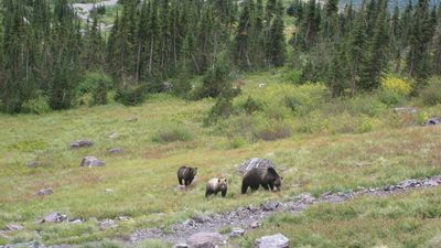 Grizzlies at Lake Ellen Wilson - panoramio