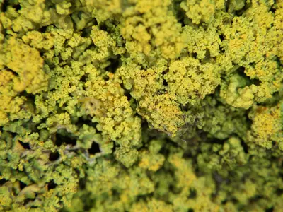 Rusavskia sorediata 334645069