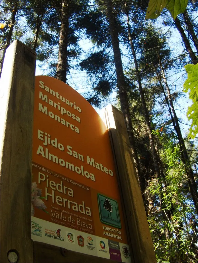 Photo of Reserva de la Biosfera Mariposa Monarca