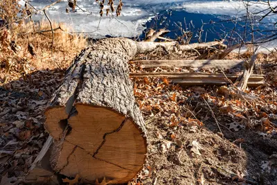 Fallen Tree - Cut-down tree on the river (44547025050)