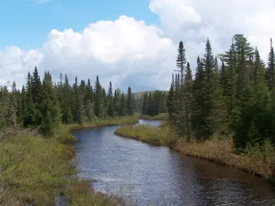 Boreal Forest Along the Boreas River
