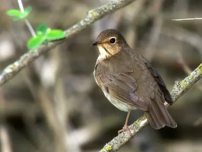 Catharus ustulatus, Marengo, Illinois 1