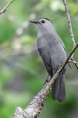 Gray Catbird (8747097026)