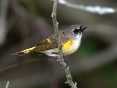 First Summer Redstart-Male (Identified) (8745975855)