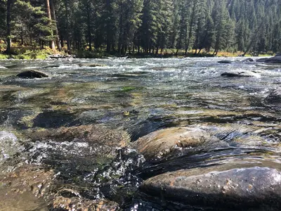 Gallatin River at Elkhorn (52395427075)