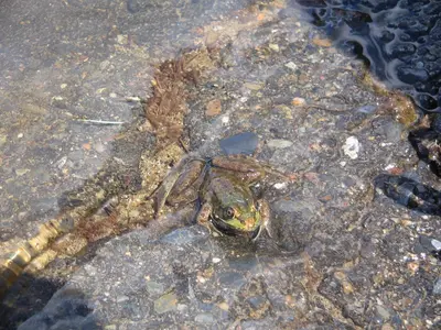 Lithobates clamitans - Kejimkujik