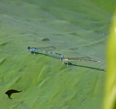 Enallagma basidens 289799859