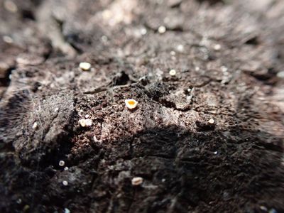 Lachnellula resinaria 435013976