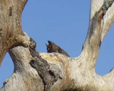 FontainebleauOwl