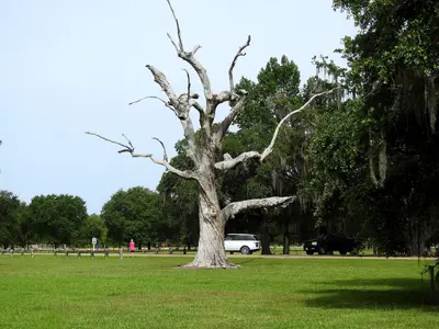 Fontainebleau State Park, Louisiana 2019 08