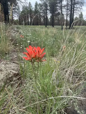 Castilleja integra - Michael Tidwell 02