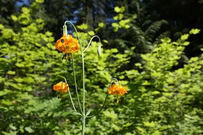 Walk at Lake Easton - Tiger Lily (5208275582)
