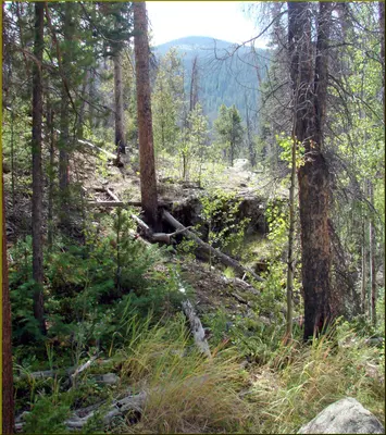 Rocky Mountains, Adams Falls Trail 8-29-12 (8119429558)