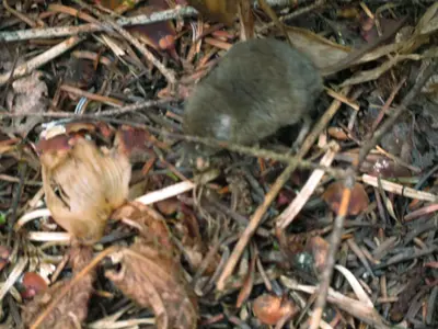 Sorex cinereus, Quetico Provincial Park, Ontario, Canada 3