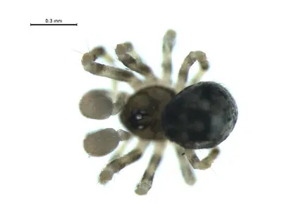 Trogloneta paradoxa 2