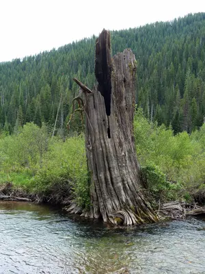 Cedar Snags 4 - St Joe NF Idaho