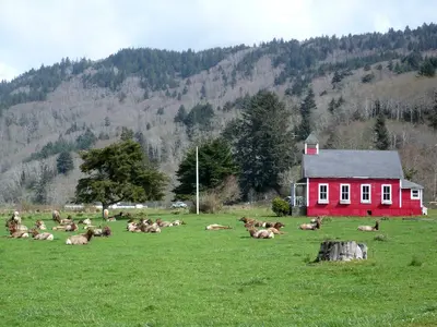 Roosevelt Elk at Schoolhouse