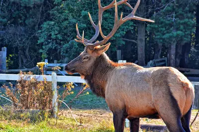 Majestic Bull (15407414351)