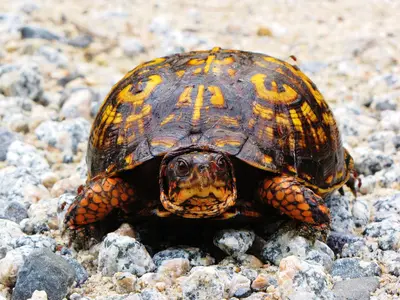 Terrapene carolina carolina (28206488086)