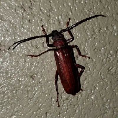 Long-Horned Beetle at Broad Creek Scout Reservation 20220727