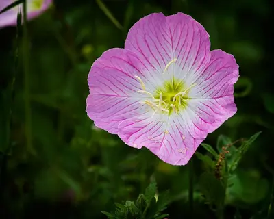 Brazos Bend Wild Phlox (5565937589)