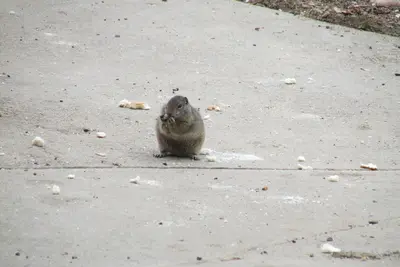 Squirrel 521