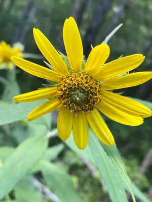 Helianthus resinosus 222057287