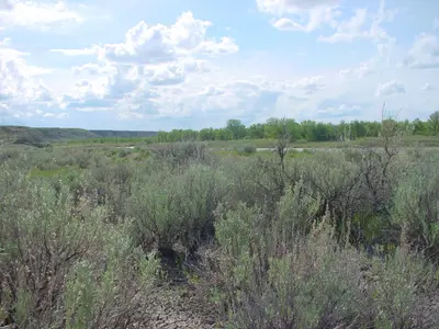 Dinosaur Provincial Park - panoramio (6)