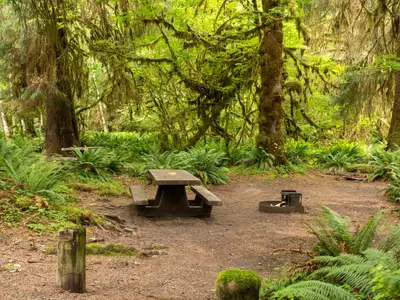 Hoh Campground 01