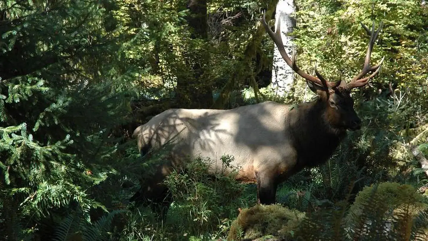 A male Roosevelt Elk standing in the rainforest. His rather large antlers have ten points on them.