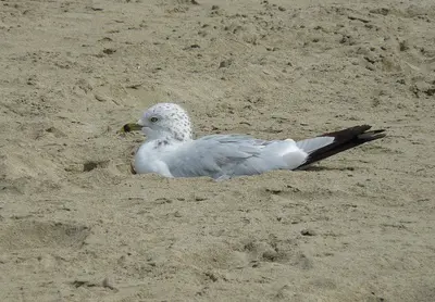 Ring-billed Gull
