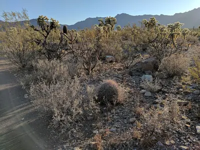 Sonoran Desert plants