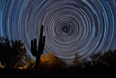 Flight Of The Cosmic Saguaro (31659287)