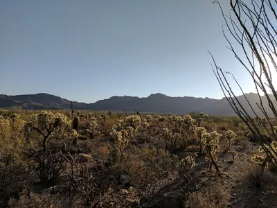 Morning in the Sonoran Desert