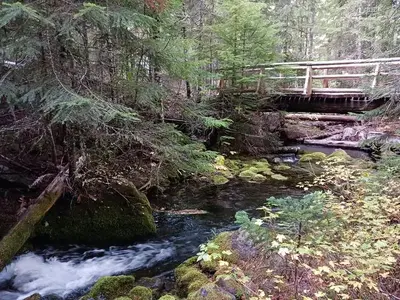 stream with a bridge and trees.