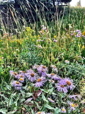 Showy Fleabane (14804639247)