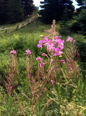 Fireweed (14991178865)