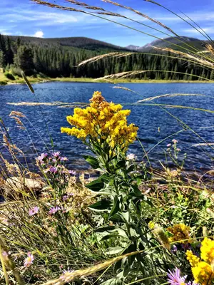 Missouri Goldenrod (14804520800)