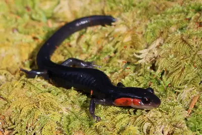Plethodon jordani 252184290