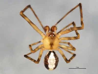 Canalidion montanum m2