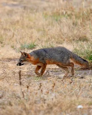 Urocyon littoralis santarosae - Sarah Dillion - 417922402