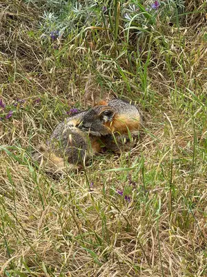 Urocyon littoralis santarosae - Cayman Lanzone - 443294680