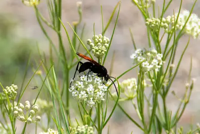 Pepsini on Asclepias subverticillata