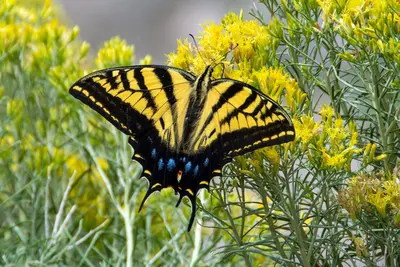 Papilio multicaudata 228090106