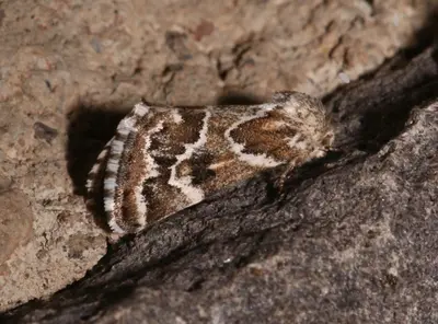 Schinia acutilinea 53425246