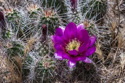 West Clear Creek Trail (27217320149)