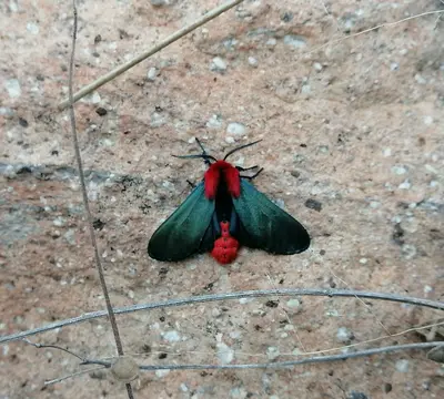 Lerina incarnata 343138103