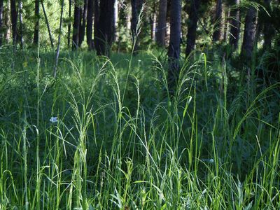 Poa palustris (6134892432)